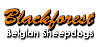 Blackforest® Belgian Sheepdogs -Groenendael-