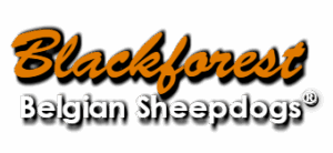 Blackforest® Belgian Sheepdogs -Groenendael-
